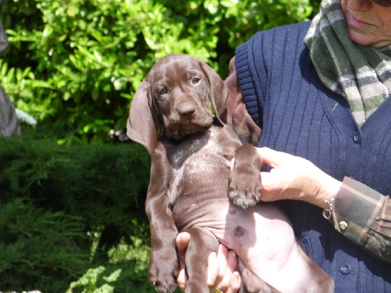 Du chant des oiseaux - Braque allemand à poil court - Portée née le 30/04/2013